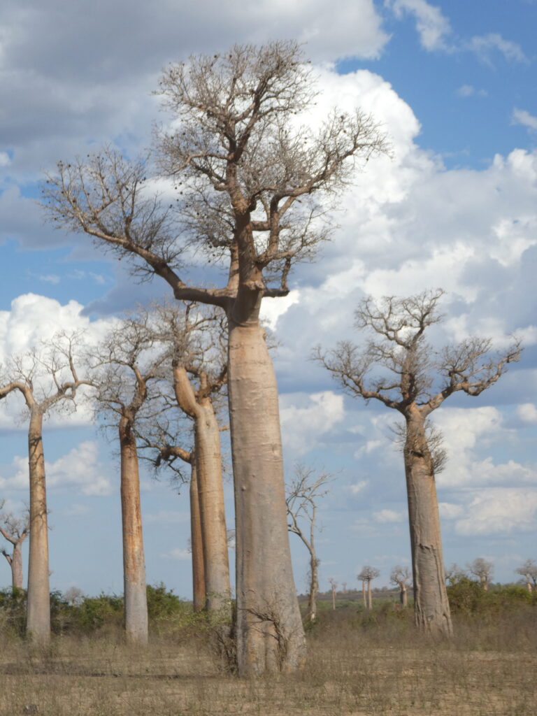 Morondava — Za baobab
