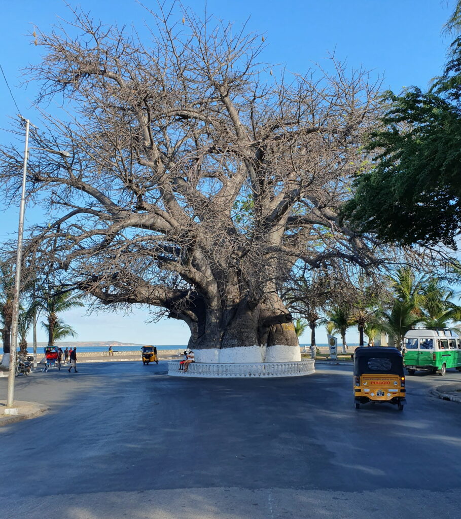 Majunga — Grand Baobab (Adansonia Digitata)