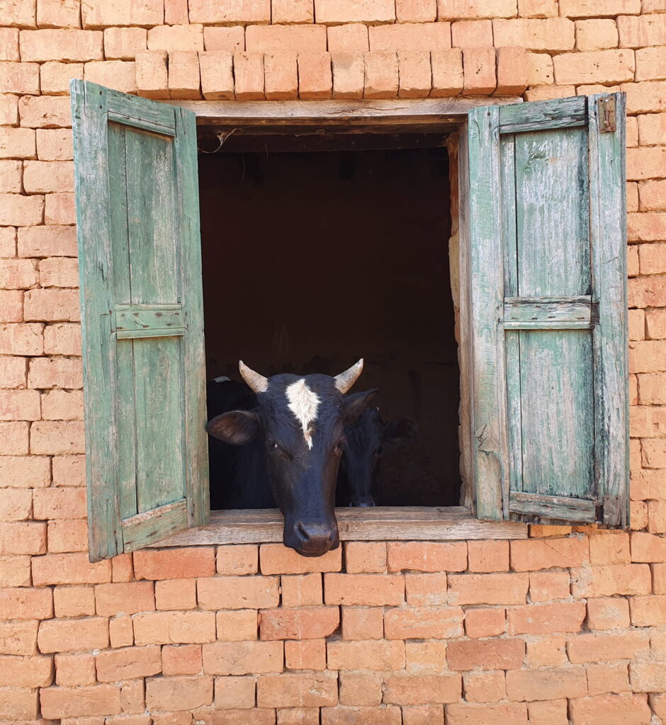 Antsirabe — zebu peeking through a window