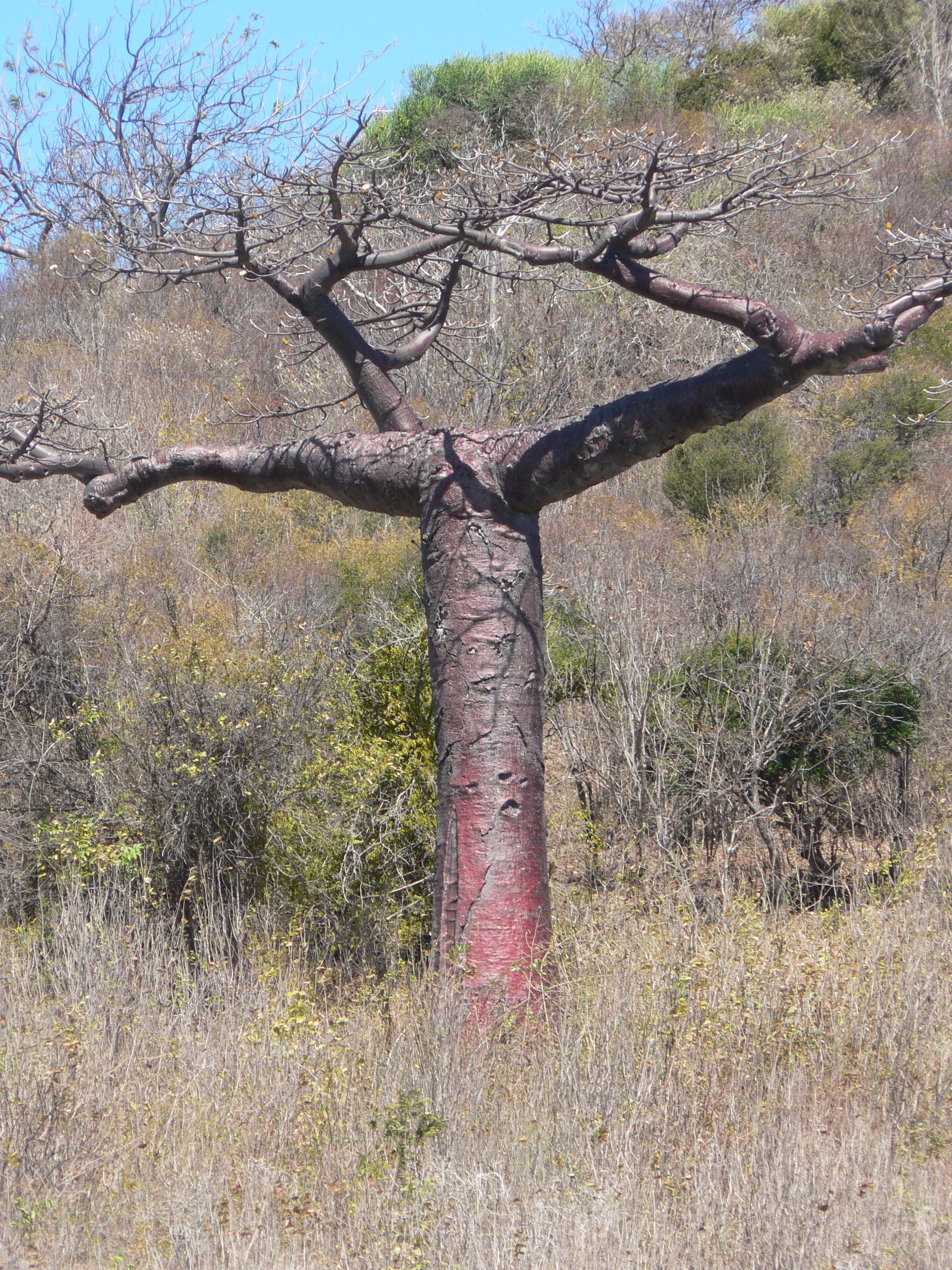 Adansonia suarezensis — baobab endemic to the far north of Madagascar