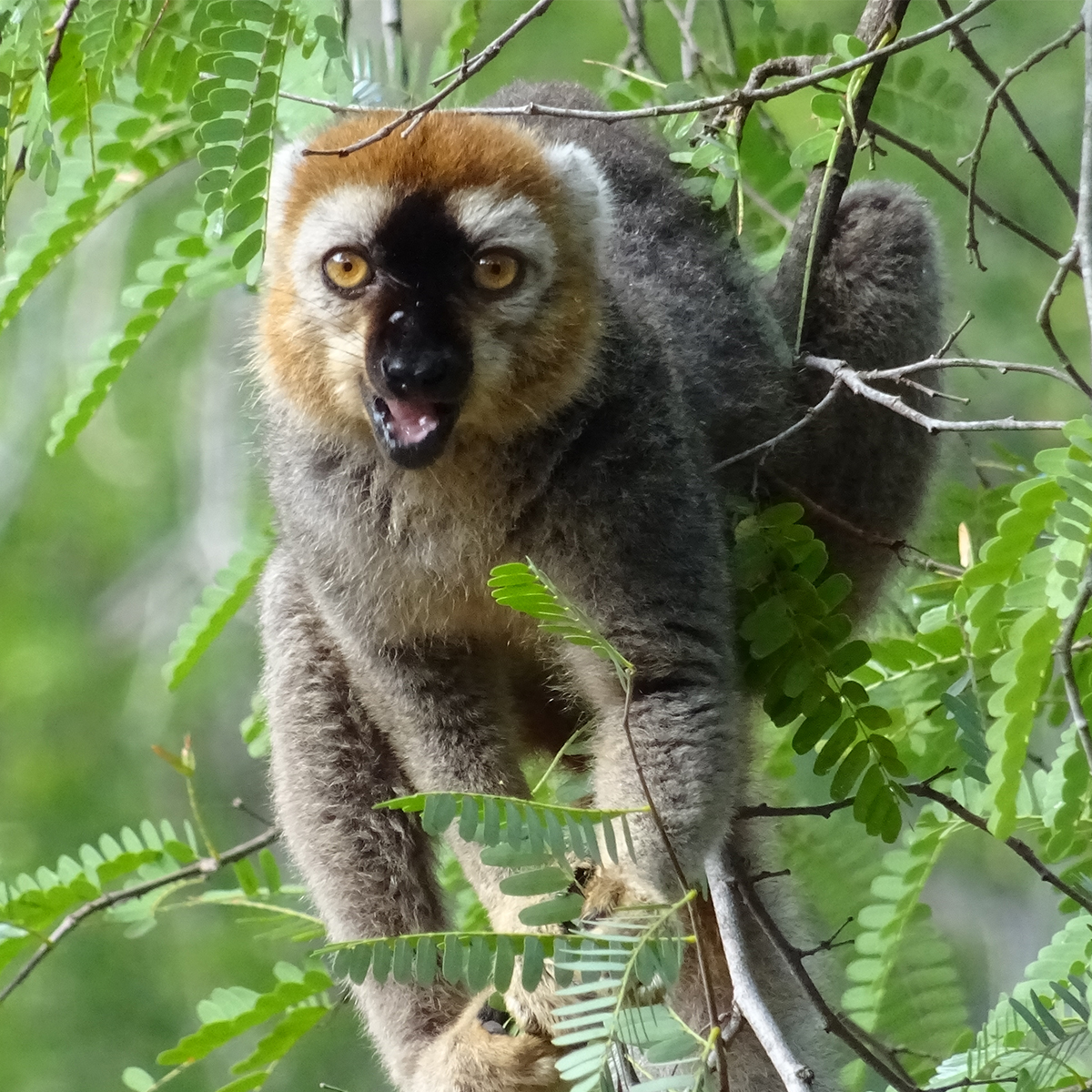 Animal