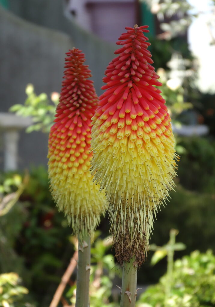 Red Hot Poker (Kniphofia)