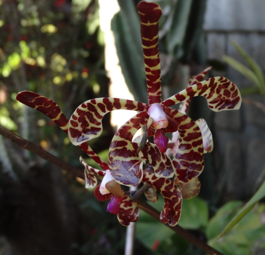 The scorpion orchid (Arachnis flos-aeris)