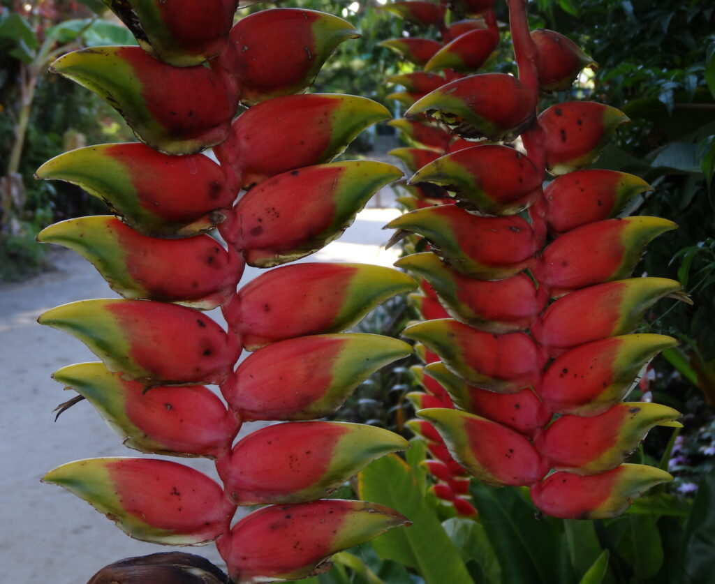 Heliconia rostrata