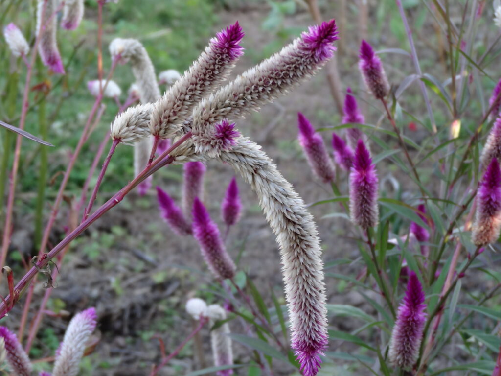 Wheat Celosia