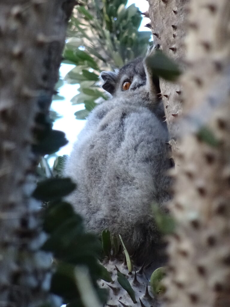 Lemur