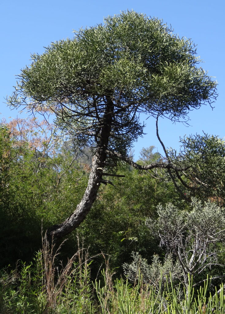 Euphorbia cedrorum