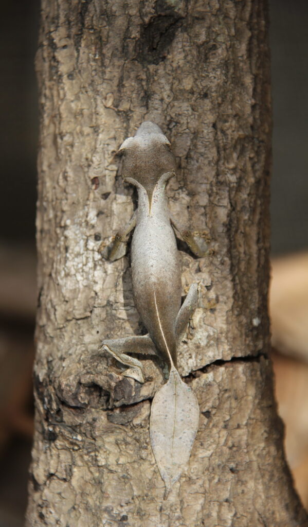 Uroplatus phantasticus or satanic leaf-tailed gecko