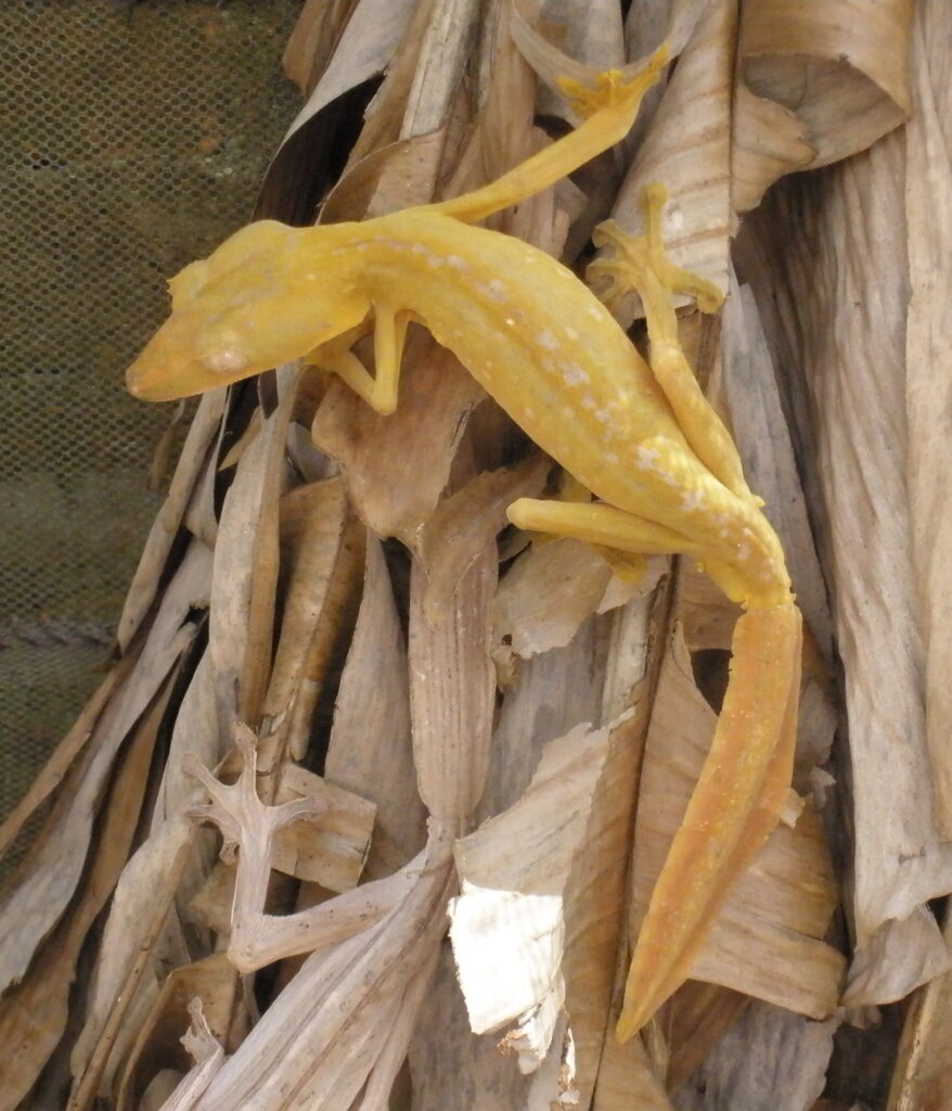 Uroplatus phantasticus
