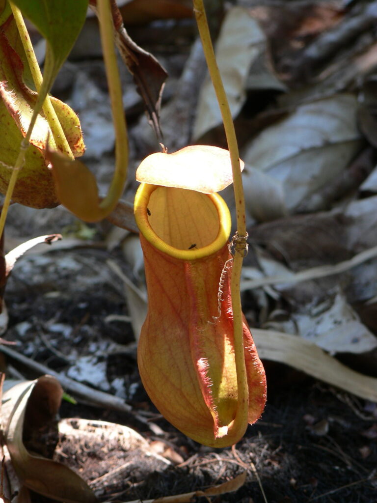 Nepenthes madagascariensis