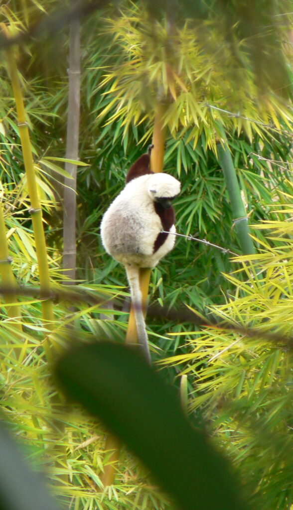 Coquerel's sifaka (Propithecus coquereli)