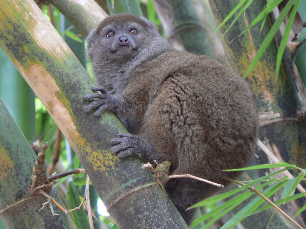 Eastern Lesser Bamboo Lemur (Hapalemur griseus)
