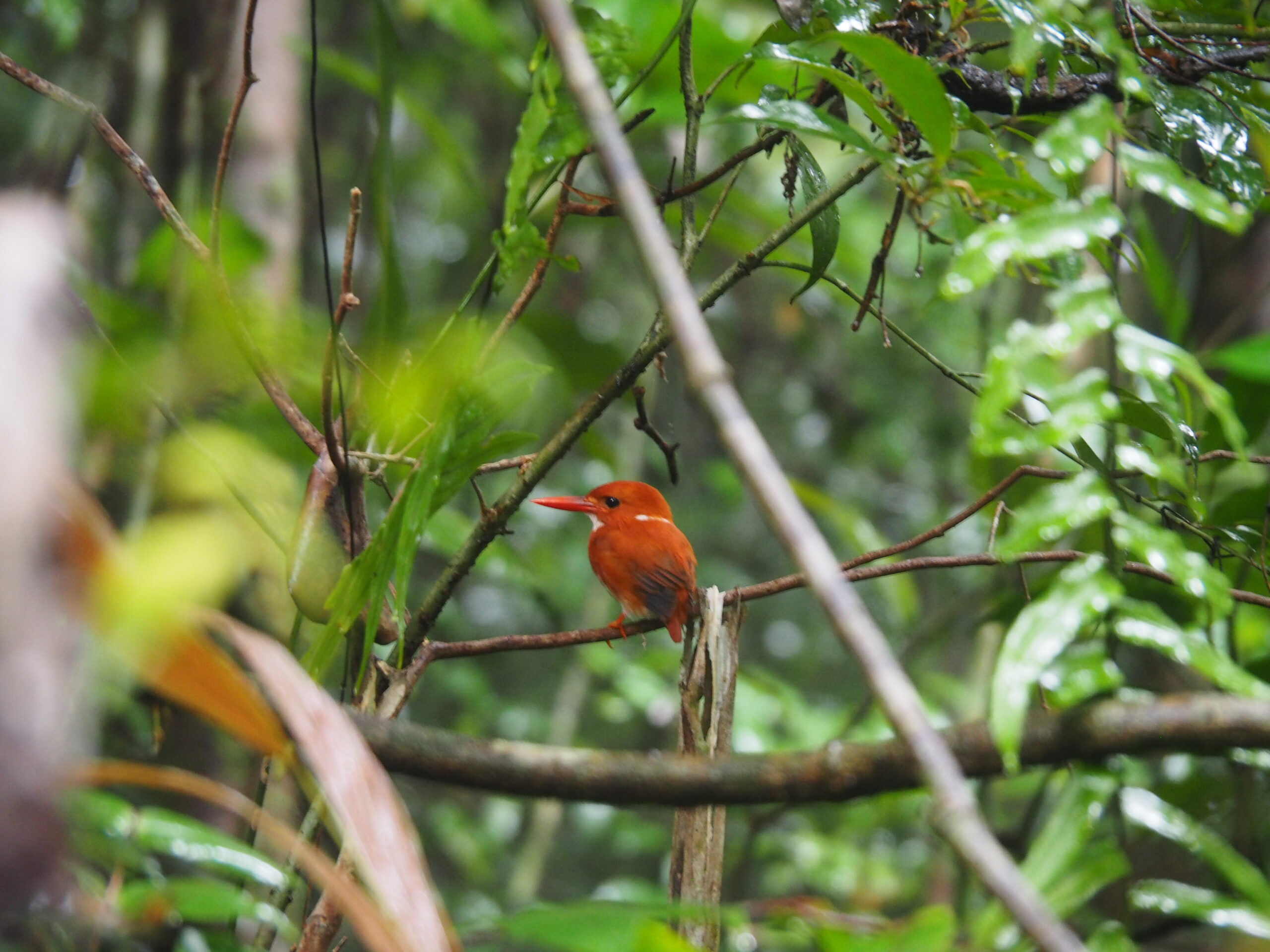 Endemic bird, eastern Madagascar rainforest