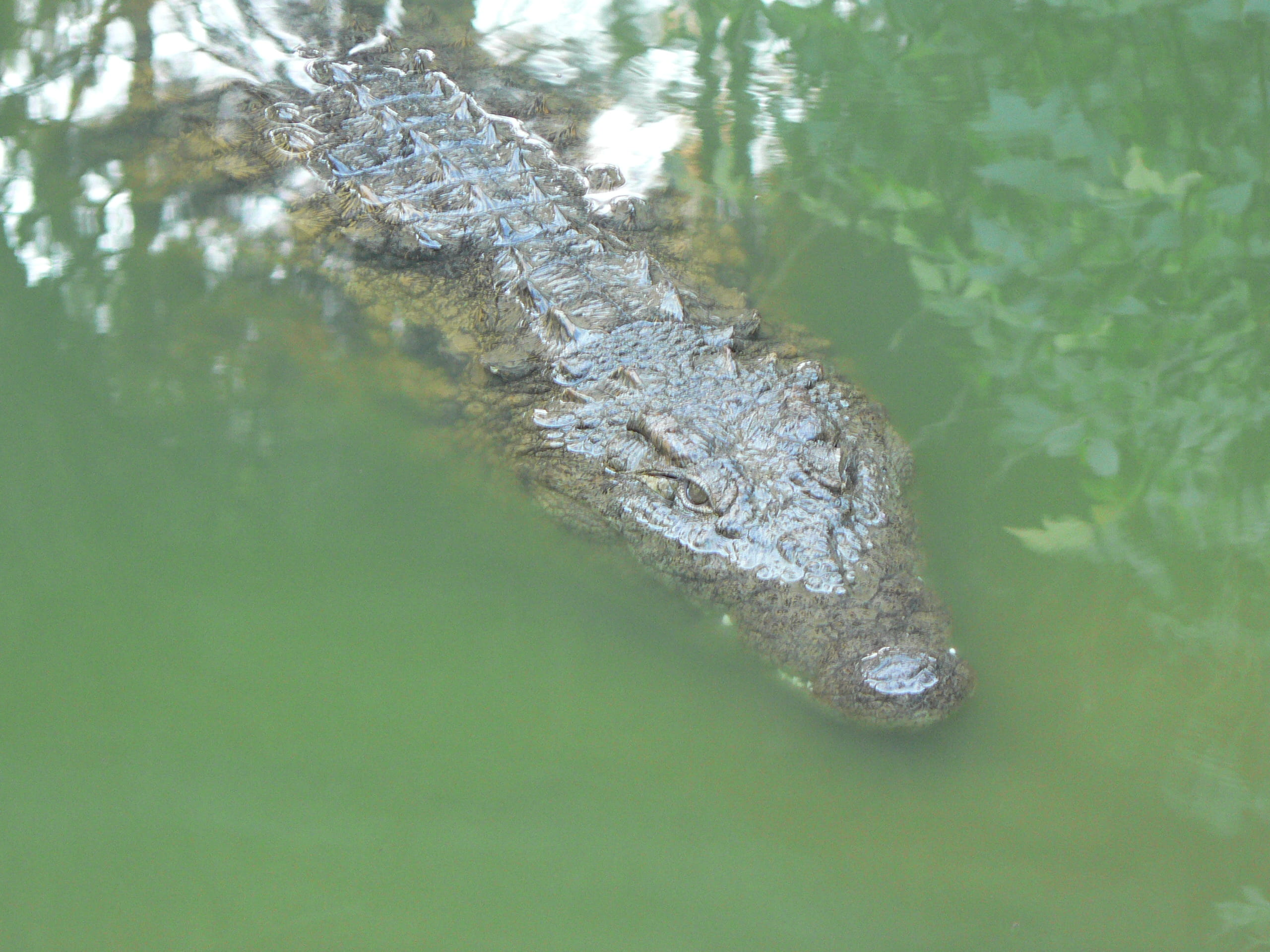 Crocodile, Madagascar