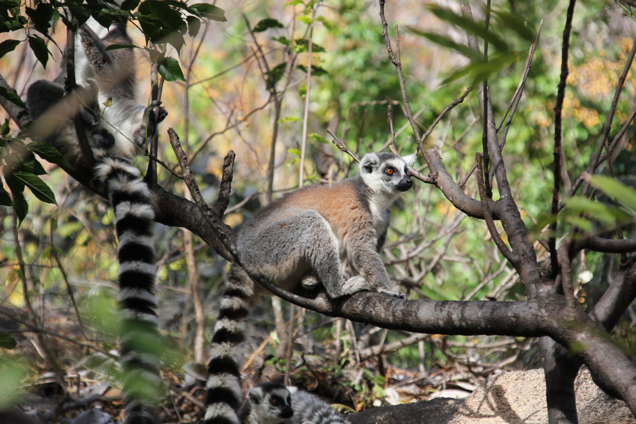 Ring-tailed lemur in Berenty Reserve, southern Madagascar