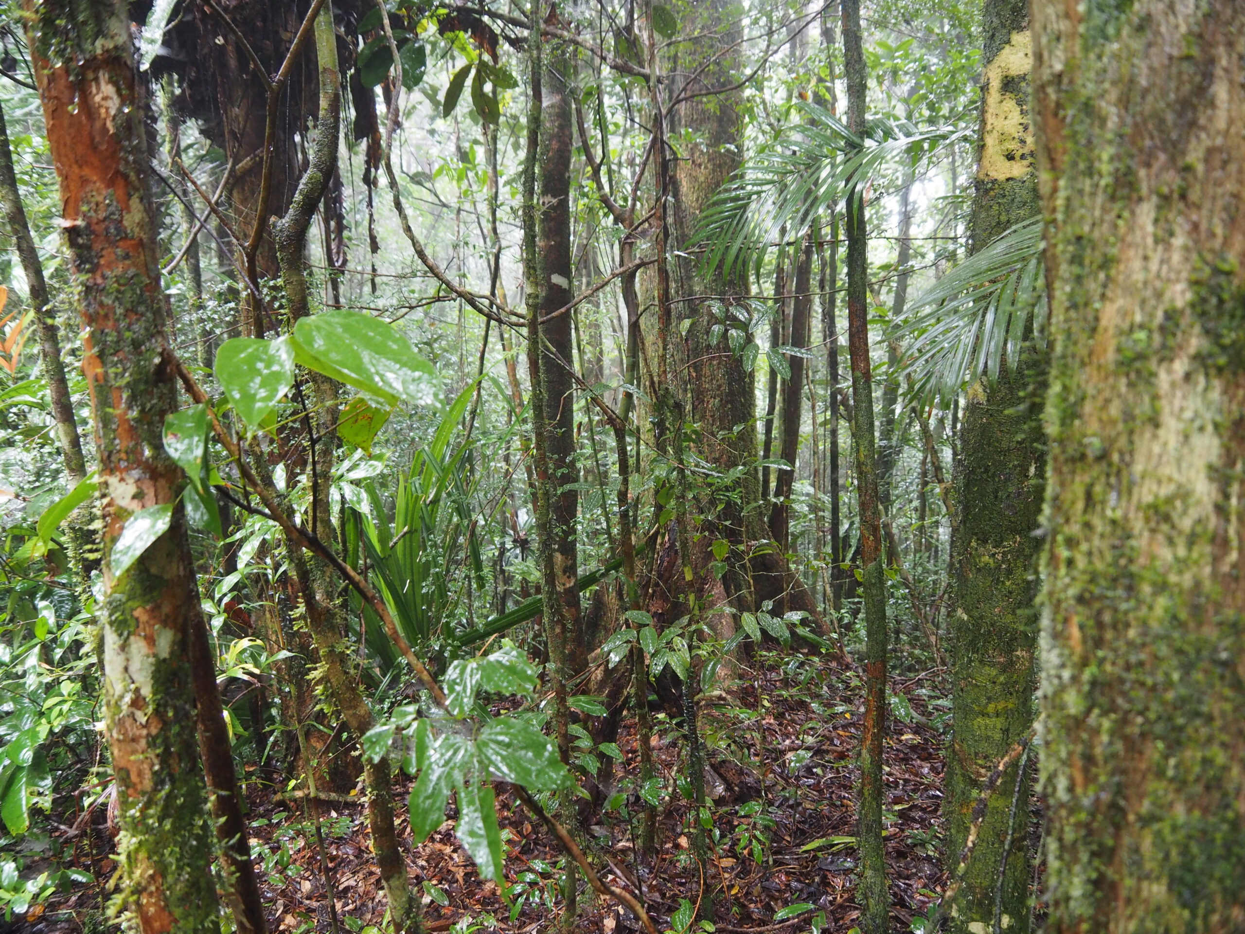 Tropical rainforest, eastern Madagascar