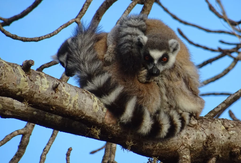 Ring-tailed lemur - National Park - Madagascar