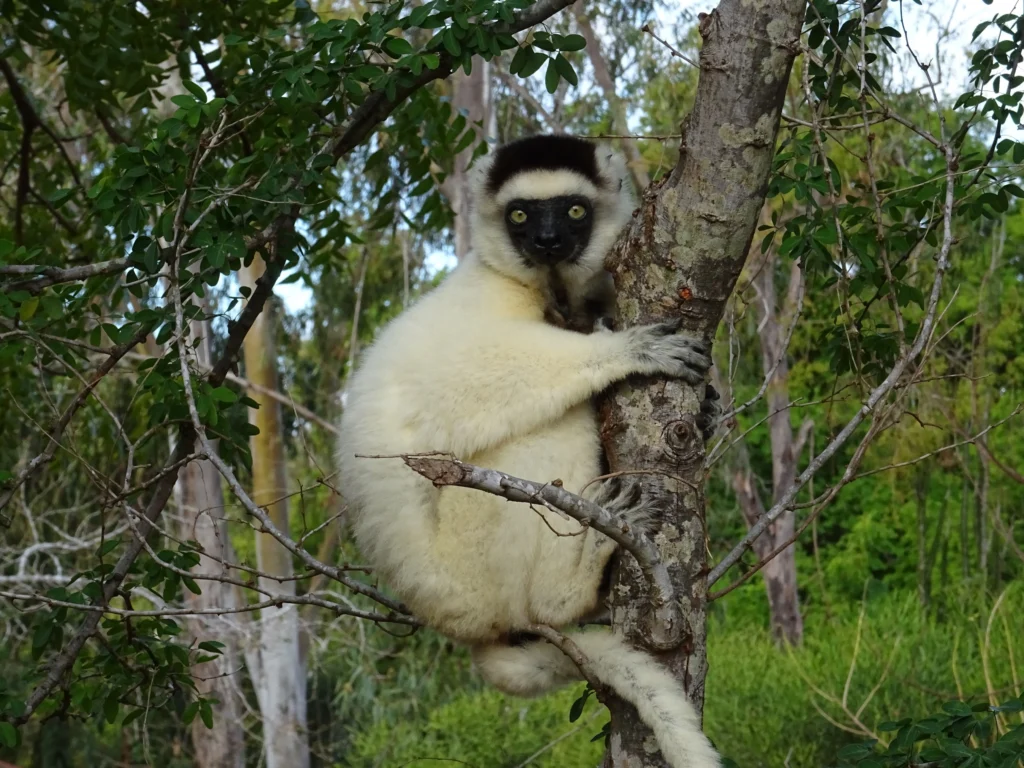 Verreaux Sifaka - National Parks